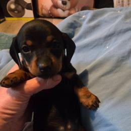 Harold - Black and tan male Dachshund puppy in Kirtland, New Mexico from EZ 2 Love Dachshunds