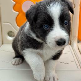 Spike - White and blue male Border Collie puppy in Hartsville, South Carolina from Wiggles 4 Life
