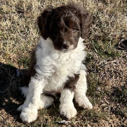 Tinker - Brown and white female Aussiedoodle puppy in Tolar, Texas from Massey Ranch