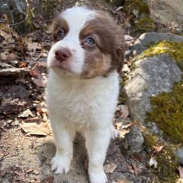 Lou - Red tri-color male Australian Shepherd puppy in Grants Pass, Oregon from Carmel Mountain Aussies