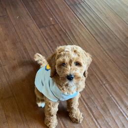 Goldendoodle Puppies from Cherry Lane Farm