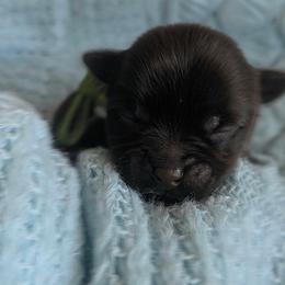 Luigi - Chocolate and tan male Yorkshire Terrier puppy in Dallas, Texas from JBzPawz