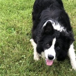 Jerrett - Border Collie