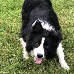 Jerrett - Border Collie