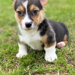 Cavalier King Charles Spaniels, Cavapoos, and Pembroke Welsh Corgis from Griffins Puppies