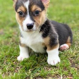 Cavalier King Charles Spaniels, Cavapoos, and Pembroke Welsh Corgis from Griffins Puppies