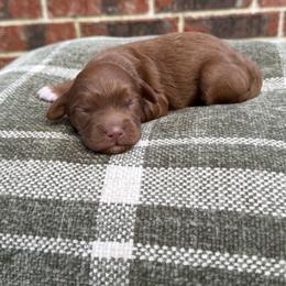 Boy 1 - Red  male Goldendoodle puppy in Nacogdoches, Texas from Designer Doodles