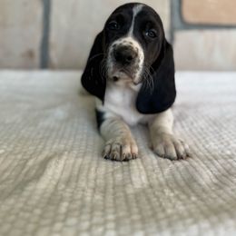 Beth - Black and white female Basset Hound puppy in Yarnell, Arizona from Boulder Oak Bassets