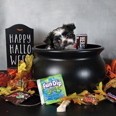 Dottie - Black female Mi-Ki puppy in Wales, Wisconsin from Phantastic Mi-kis