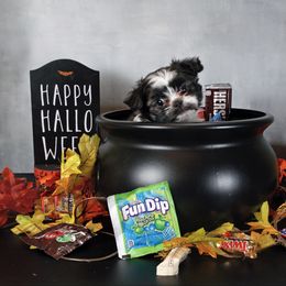 Dottie - Black female Mi-Ki puppy in Wales, Wisconsin from Phantastic Mi-kis