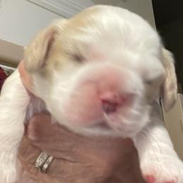 Cocker Spaniel puppies from Della Luna Cocker Spaniels Puppies