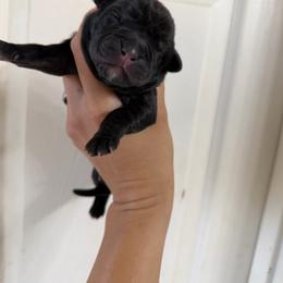 Luci - Black brindle female Cane Corso puppy in Sandia, Texas from OneTime Cane Corso