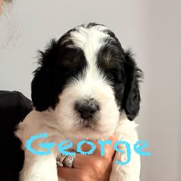 George - Black and white male Springerdoodle puppy in Murrells Inlet, South Carolina from SpringerDoodles at the Beach