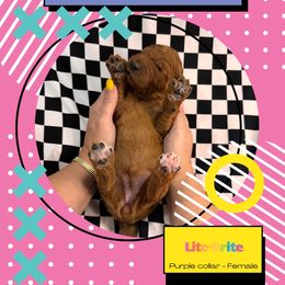 Lite Brite - Red  female Goldendoodle puppy in Garland, Texas from Twilight Doodles