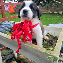 Saint - Red and white female Saint Bernard puppy in Castle Rock, Washington from PNW Saint Berdoodles