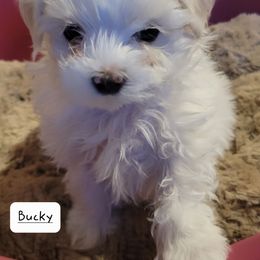 Boy 2 - Maltese puppy in Kane, Pennsylvania from Emerald Maltese
