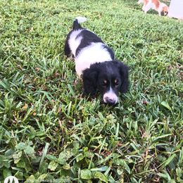 Dachshund Puppies from Miami piebald Dapple Dachshunds
