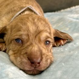 Grey collar brindle - Brindle male Dachshund puppy in Orlando, Florida from Weiner Wunderland of Central Florida