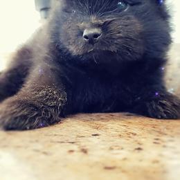 French Bulldog and Pomeranian Puppies from Purrs N Poms