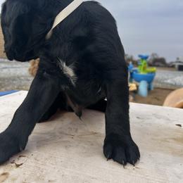 White Boy - Black and white male Assorted Doodle Crosses puppy in Escalon, California from Dutch Doodles