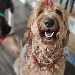 Alegría - Goldendoodle