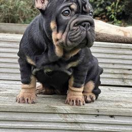 Tootsie - French Bulldog