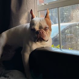 Boston Terrier Puppies from Bonze Boston Terriers