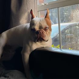 Boston Terrier Puppies from Bonze Boston Terriers