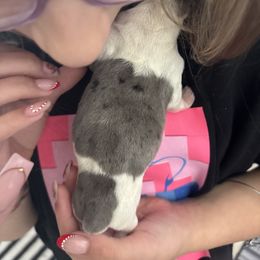 Cookie and Cream - Piebald male Dachshund puppy in Tomball, Texas from Gutierrez House of Doxies