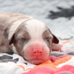 Griff - Blue merle male Australian Shepherd puppy in Weatherford, Texas from Ridgestar Aussies