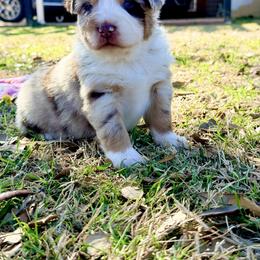 Cleopatra - Red merle female Australian Shepherd puppy in Mineral Wells, Texas from A6 Australian Shepards