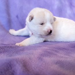 Pomsky Puppies from Valparaiso Pomskys