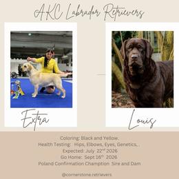 Labrador Retriever puppies from Cornerstone Retrievers