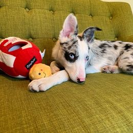 Border Collie Puppies from Cascade Sun Kennels