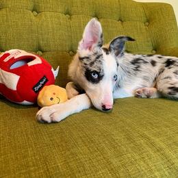 Border Collie Puppies from Cascade Sun Kennels