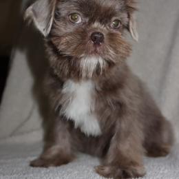 Poppy-Lilac - Lilac female Shih Tzu puppy in Clinton, Tennessee from Southland’s Shih Tzus