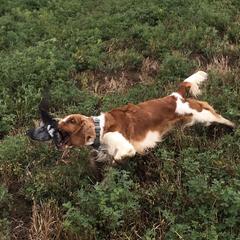 Welsh Springer Spaniel All Grown Up from Welshwood Welsh Springer Spaniels
