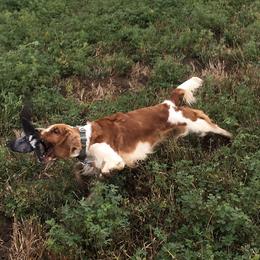 Welsh Springer Spaniel All Grown Up from Welshwood Welsh Springer Spaniels