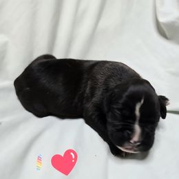 Girl 1 - Brindle female Boxer puppy in Leland, North Carolina from Ocean Breeze Boxers
