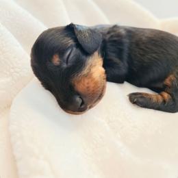 Jet- CKC Registration - Black and tan male Dachshund puppy in Stoneville, North Carolina from Yadkin Valley Dachshunds