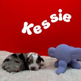 Kessie - Blue merle female Miniature American Shepherd puppy in Tremonton, Utah from Azure Sky Minis