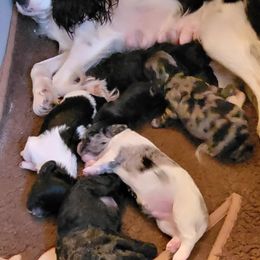 Cavapoo Puppies from Joseph G Harrison