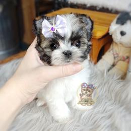 Companion Cross, Havanese, Mal-Shi, Maltese, Maltipoo, Morkie, and Shih Tzu Puppies from Seeking Shalom Acres Maltese, Maltipoos & Havamalts