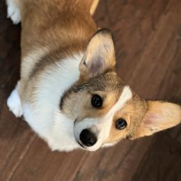 Gryffi - Pembroke Welsh Corgi