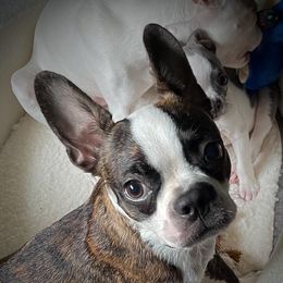 Boston Terrier Puppies from Angie's Little Bostons