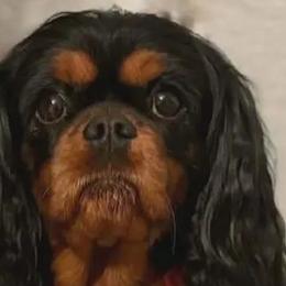 Cavalier King Charles Spaniels from Royal Garden Cavaliers