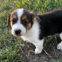 Pembroke Welsh Corgi Puppies from JD's Corgi Kennel