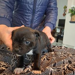 Number 1 - Brindle male Staffordshire Bull Terrier puppy in Killeen, Texas from Miguel's Staffordshire Bull Terriers