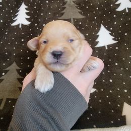 Boy 1 - Havapoo puppy from Little Wyo Doodles