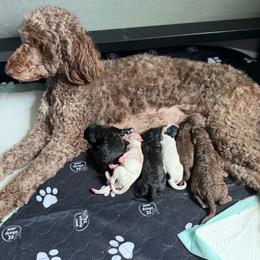Brown Boy - Red  male Goldendoodle puppy in Toledo, Ohio from Avery Doodle Day LLC